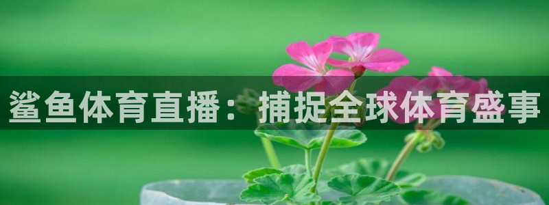 鲨鱼体育直播：捕捉全球体育盛事